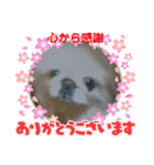 赤いりぼんの可愛い仲間達③（個別スタンプ：24）
