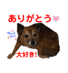 赤いりぼんの可愛い仲間達③（個別スタンプ：29）