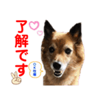赤いりぼんの可愛い仲間達③（個別スタンプ：30）