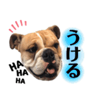 堤家のわんこスタンプ3（個別スタンプ：7）