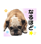 堤家のわんこスタンプ3（個別スタンプ：19）