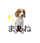 ビーグル(beagle)（個別スタンプ：1）
