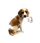 ビーグル(beagle)（個別スタンプ：2）