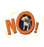 ビーグル(beagle)（個別スタンプ：3）