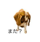 ビーグル(beagle)（個別スタンプ：4）