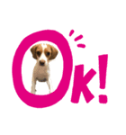 ビーグル(beagle)（個別スタンプ：5）