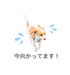 ビーグル(beagle)（個別スタンプ：6）