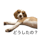 ビーグル(beagle)（個別スタンプ：7）