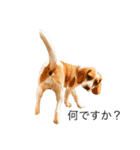 ビーグル(beagle)（個別スタンプ：8）