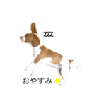 ビーグル(beagle)（個別スタンプ：10）