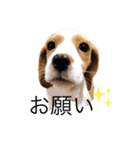 ビーグル(beagle)（個別スタンプ：12）