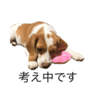 ビーグル(beagle)（個別スタンプ：13）