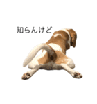 ビーグル(beagle)（個別スタンプ：14）