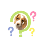 ビーグル(beagle)（個別スタンプ：15）