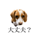 ビーグル(beagle)（個別スタンプ：16）