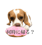 ビーグル(beagle)（個別スタンプ：17）