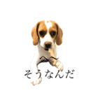 ビーグル(beagle)（個別スタンプ：18）
