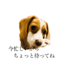 ビーグル(beagle)（個別スタンプ：19）