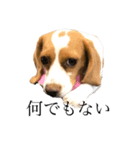 ビーグル(beagle)（個別スタンプ：20）