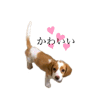 ビーグル(beagle)（個別スタンプ：21）