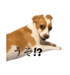 ビーグル(beagle)（個別スタンプ：22）