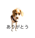 ビーグル(beagle)（個別スタンプ：23）