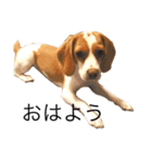 ビーグル(beagle)（個別スタンプ：24）