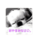 ぷりんちゃんですよ。（個別スタンプ：22）