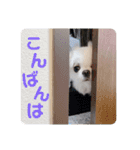 ぷりんちゃんですよ。（個別スタンプ：31）