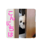 ぷりんちゃんですよ。（個別スタンプ：32）