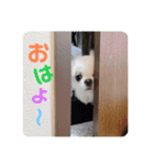 ぷりんちゃんですよ。（個別スタンプ：34）