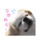 ぷりんちゃんですよ。（個別スタンプ：40）