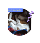 家の猫ズ@メンマ（個別スタンプ：1）