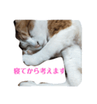 家の猫ズ@メンマ（個別スタンプ：2）
