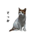 家の猫ズ@メンマ（個別スタンプ：7）