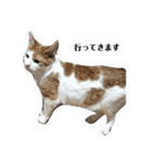 家の猫ズ@メンマ（個別スタンプ：13）
