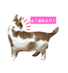 家の猫ズ@メンマ（個別スタンプ：14）