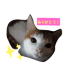 家の猫ズ@メンマ（個別スタンプ：15）