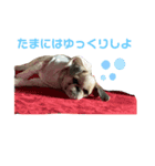 忙しモヒカン蓮くん（個別スタンプ：1）
