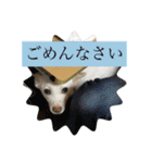 のんこがたくさん（個別スタンプ：3）