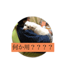 のんこがたくさん（個別スタンプ：20）