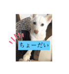 のんこがたくさん（個別スタンプ：21）