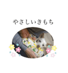 のんこがたくさん（個別スタンプ：22）