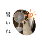 のんこがたくさん（個別スタンプ：24）