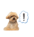 おばぁわんズ2♫（個別スタンプ：1）