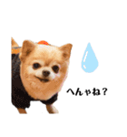 おばぁわんズ2♫（個別スタンプ：8）