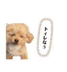 おばぁわんズ2♫（個別スタンプ：11）