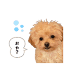 おばぁわんズ2♫（個別スタンプ：13）