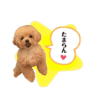おばぁわんズ2♫（個別スタンプ：25）