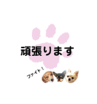 みやきょん チャッピー チョコ ラッキー 1（個別スタンプ：1）